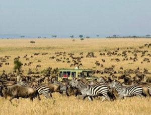 safari en tanzania