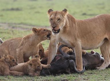 leones kenia safari