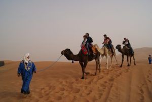 Camellos en Marruecos