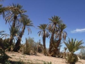 oasis en marruecos