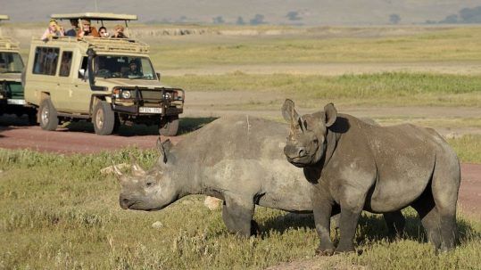 Caunto cuesta un safari en Kenia o Tanzania?