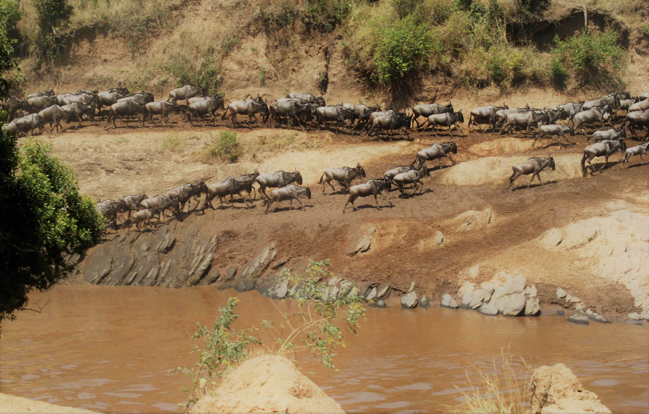 Viajar a Kenia. Gran Migración Masai Mara