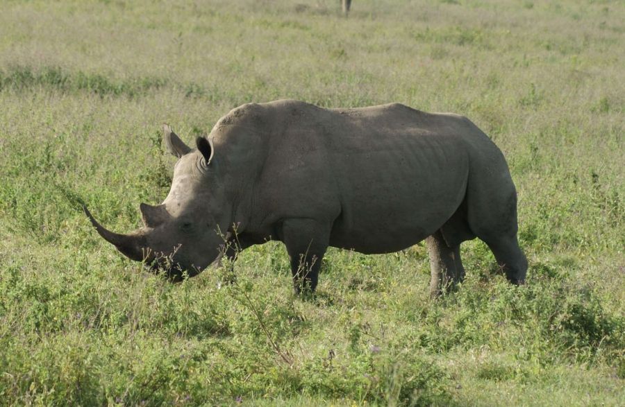 Viaje a Kenia. Rinoceronte en Lago Nakuru