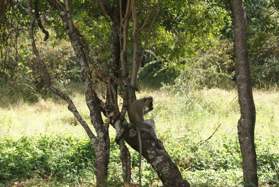 Safari en Kenia con niños