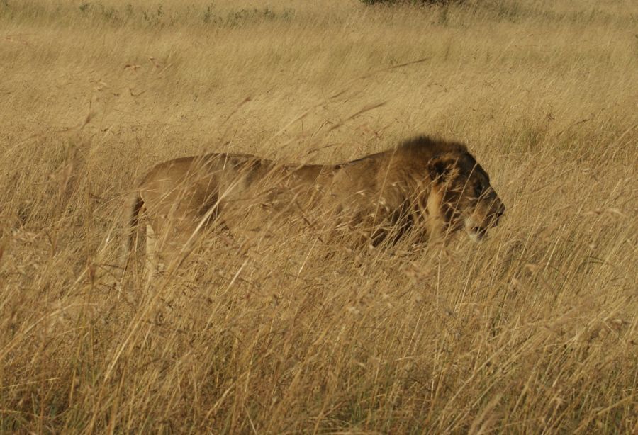 Safari en Kenia 