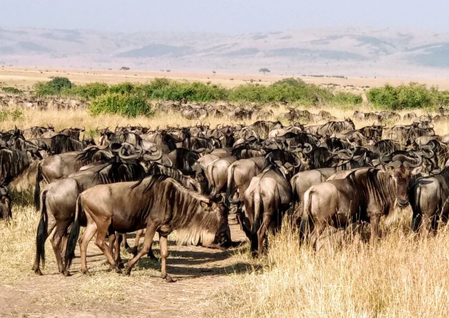 safari Kenia 