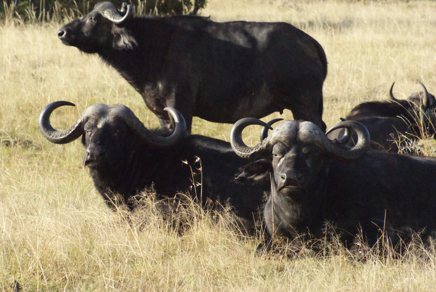 Búfalos en Masai Mara, Kenia