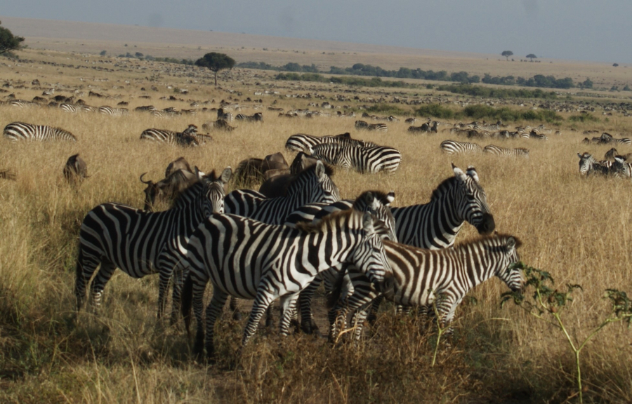 Masai Mara en Kenia 