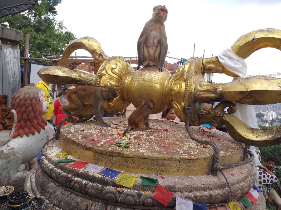Templo de los monos en Katmandú, Nepal