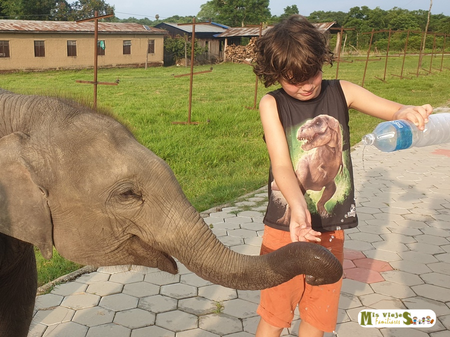 Centro de crianza de elefantes. Visita imprescindible si viajas a Nepal con niños.