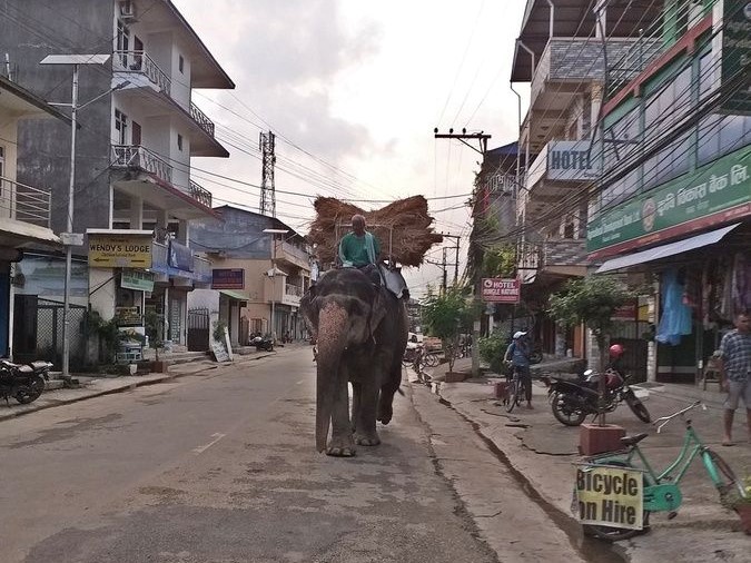 Elefante que vimos por la calle principal de Sauraha, durante nuestra ruta de 10 días en Nepal