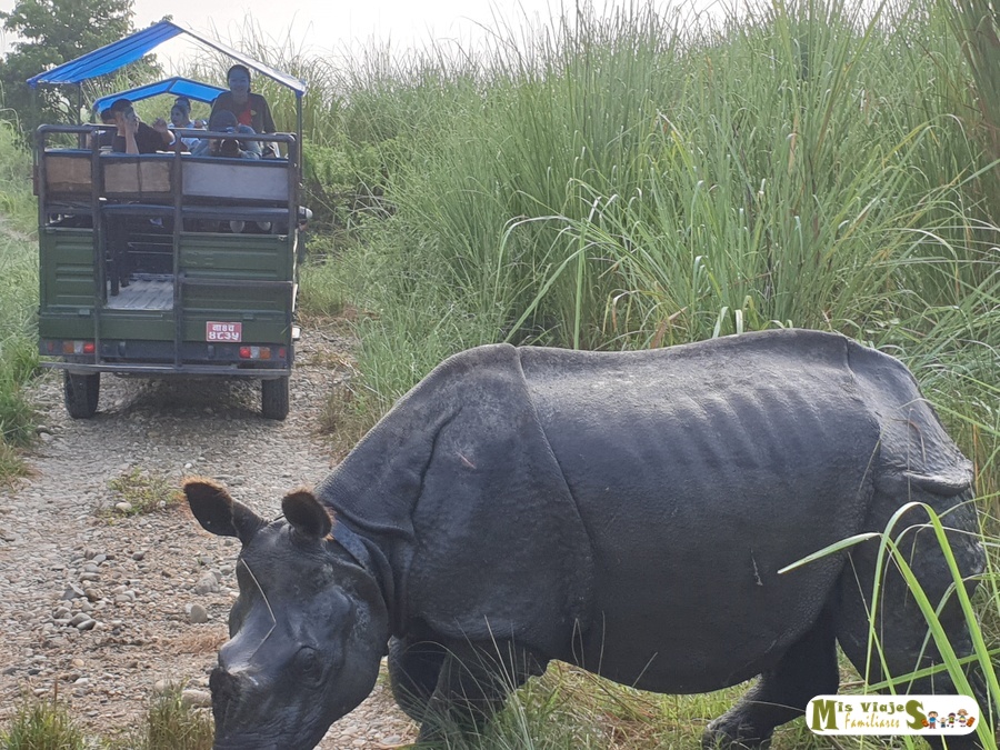 Rinoceronte durante nuestro Safari por la selva, en el Parque Natural de Chitwan, Nepal