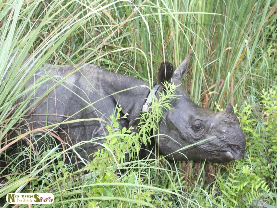 Rinoceronte que vimos en Nepal, durante nuestra ruta de 10 días en familia