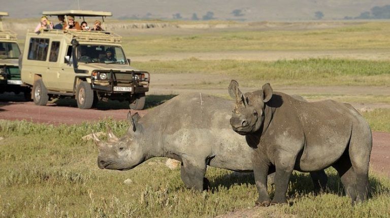 Cuanto cuesta un safari en Kenia o Tanzania
