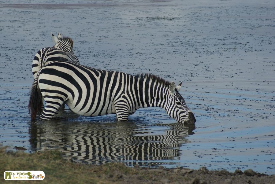 Cebras en el Parque Natural del Lago Nakuru