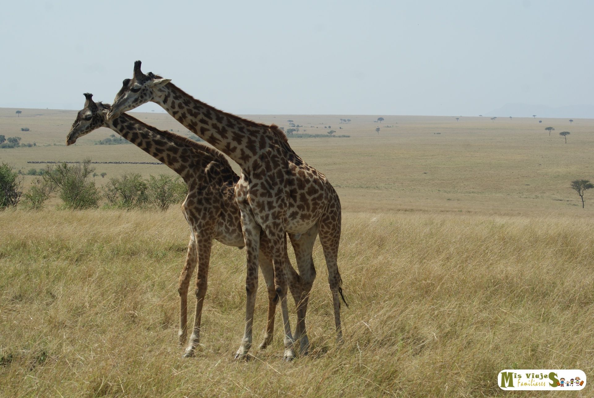 viaje de safari kenia todo incluido