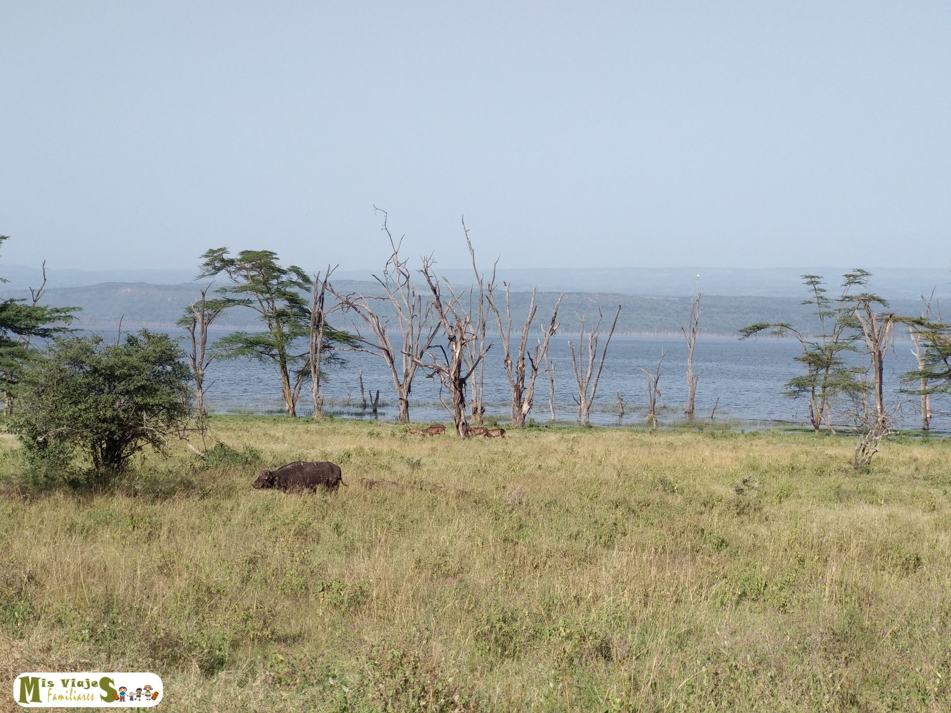 Safari por kenia